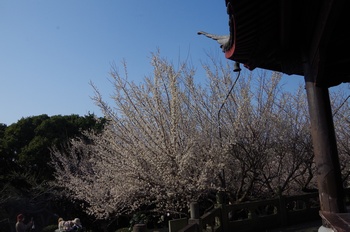 ���̎s�~���� ���~