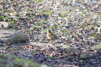 ���̎s�~���� �V���n��