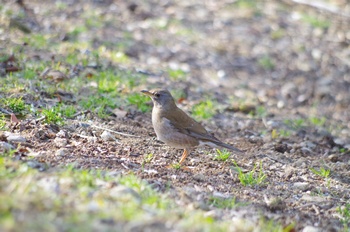 ���̎s�~���� �V���n��