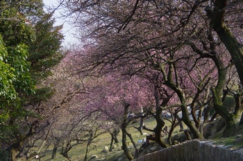 ���̎s�~���� �E��