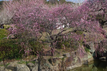 ���̎s�~���� ������~