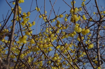 ���̎s�~���� ���E�o�C