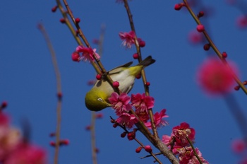 ���̎s�~���� ���W��