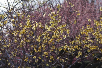 ���̎s�~���� ���E�o�C�Ɣ~