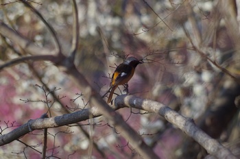 ���̎s�~���� �W���E�r�^�L