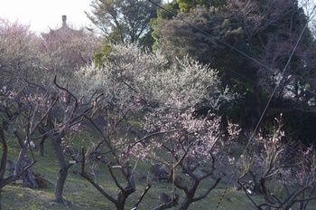 ���̎s�~���� �~