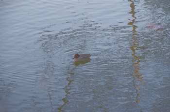 ���̎s�����R�~�� �R�K��