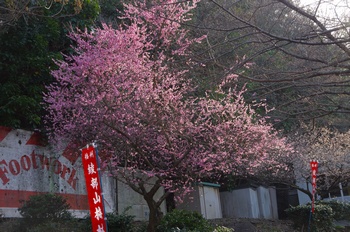 ���̎s�����R�~�� �~