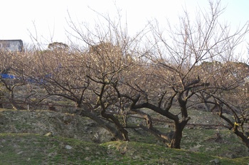 ���̎s�����R�~�� �~