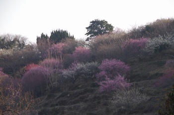 ���̎s�����R�~�� �~