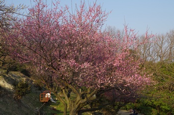 ���̎s�����R�~�� �~