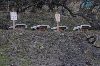 ���̎s�����R�~�� �~�c�o�`����