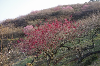 ���̎s�����R �~