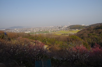 ���̎s�����R �i�F