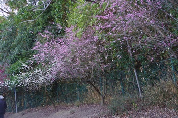 ���̎s�����R�~