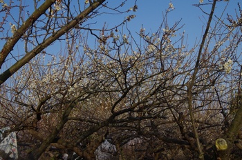 ���̎s���� �~