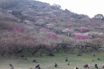 ���̎s�����R�~��