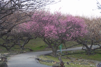 ���̎s�����R �~��