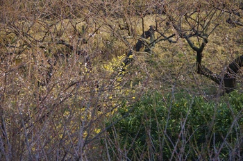 ���̎s�����R���E�o�C