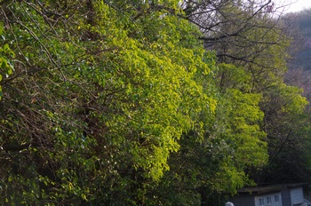 ���̎s�����R�J�N���~�m