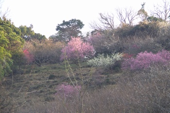 ���̎s�����R�~��