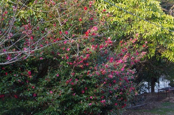 ���̎s�����R�T�U���J