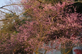 ���̎s�����R�~