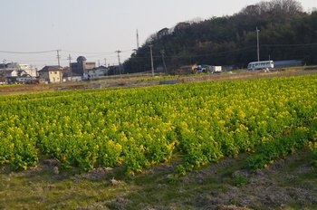 �̎s�����R�� �؂̉Ԕ�