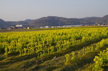 �̎s�����R�� �؂̉Ԕ�