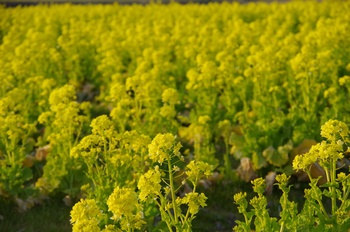 �̎s�����R�� �؂̉�