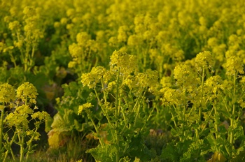 �̎s�����R�� �؂̉�