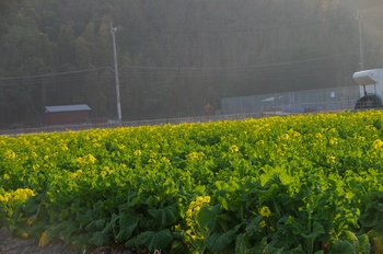 �̎s�����R�� �؂̉�