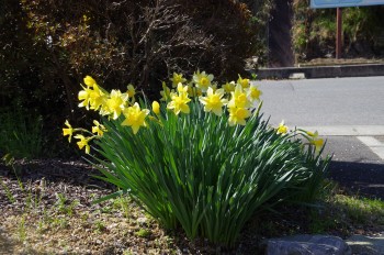 ������ ����