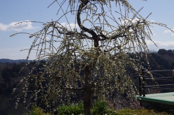  ������ �݂��낵���� �~