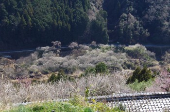  ������ �݂��낵�������� �~