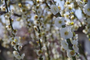  ������ �݂��낵���� �~