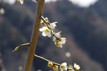 ���������Y�~�� �E��