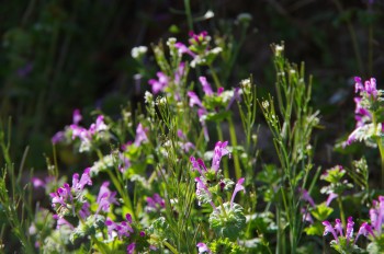 ���������Y�~�� �z�g�P�m�U