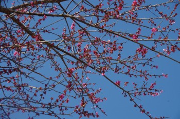 �������Ă��؂� �~