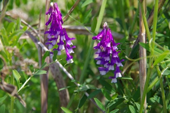 �I�̐�s���R�� �i���N�T�t�W