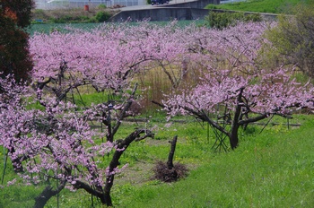 �I�̐�s���R�� ����