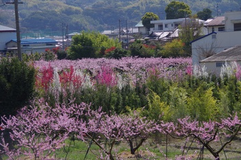 �I�̐�s���R�� �n�i����