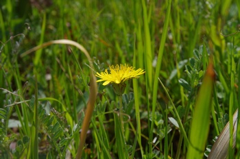 �I�̐�s���R�� �^���|�|