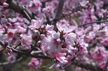 �I�̐�s���R�� ��