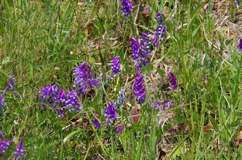 �I�̐�s���R�� �i���N�T�t�W