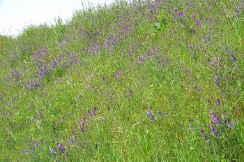 �I�̐�s���R�� �i���N�T�t�W