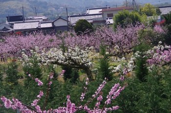 �I�̐�s���R�� ����