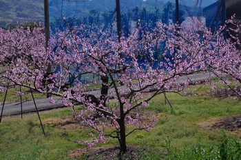 �I�̐�s���R�� ��