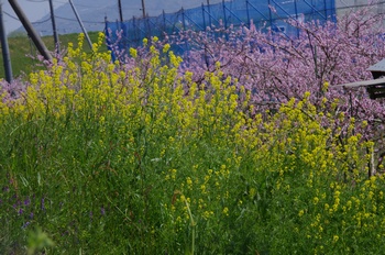 �I�̐�s���R�� ���i�m�n�i