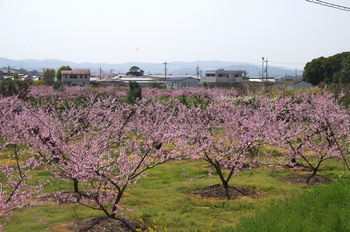 �I�̐�s���R�� ����